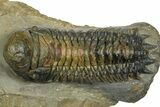 Crotalocephalina Trilobite With Hypostome - Atchana, Morocco #372400-3